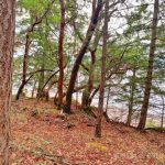 21330965-LargePhoto-1