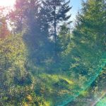 21852636-LargePhoto-1