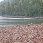 oyster-2-017-(Medium)-718268.jpg