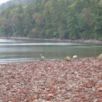 oyster-2-017-(Medium)-718274.jpg