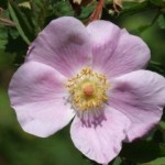wild-rose-754996.JPG