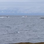 bathtub-race-005-(Medium)-769592.jpg