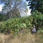 blackberries-010-(Medium)-741816.jpg