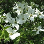 blog-007-(Medium)-734081.jpg