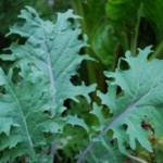 growing-kale-russian-kale1-300×201.jpg