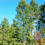 IMG_20150217_125213